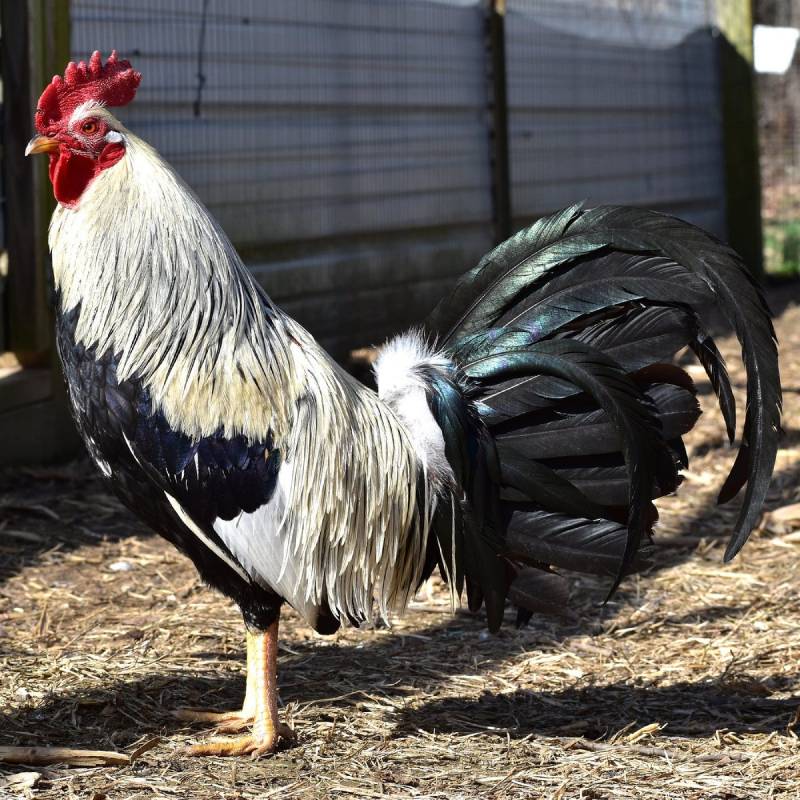 American Gamefowl