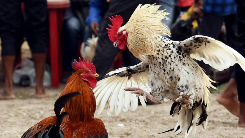 Đá Gà Thomo - Cẩm Nang Đầy Đủ Cho Người Chơi Mới