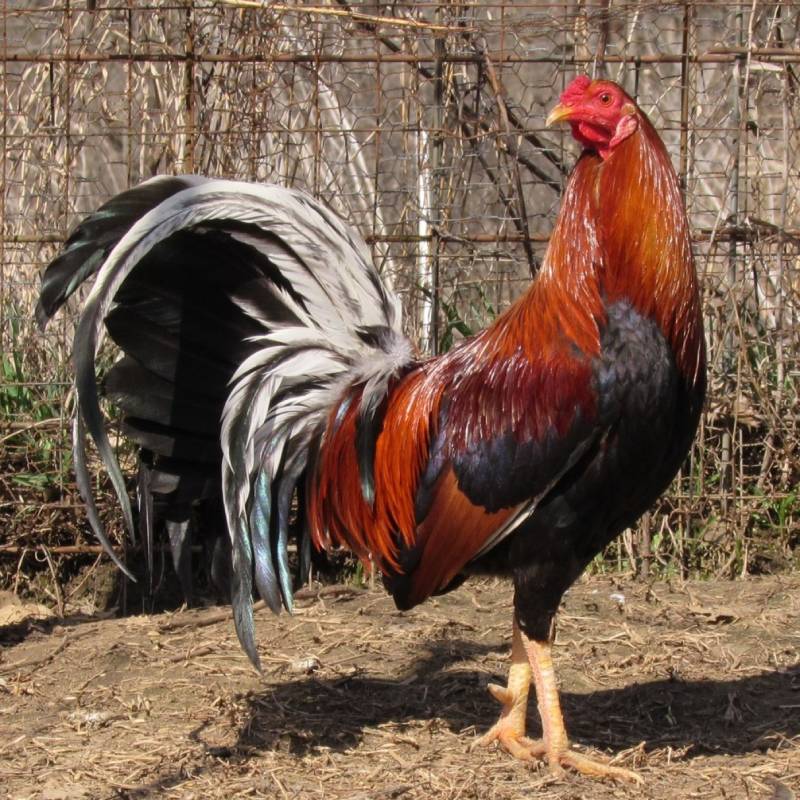 Hatch chicken