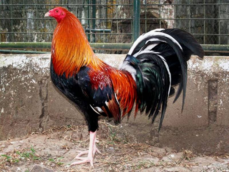 Kelso chicken