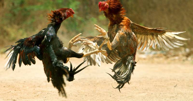 Tại sao cựa gà quan trọng trong cá cược đá gà?