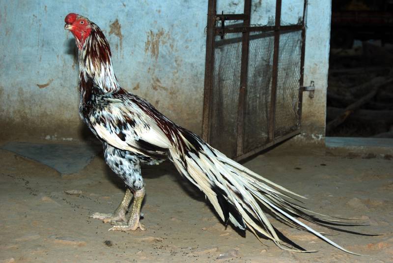 cock Asil